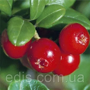 Журавлина Журавлина