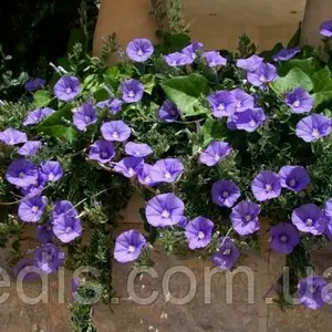 Насіння нирембергии Насіння нирембергии