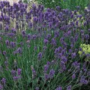 Лаванда Лаванда