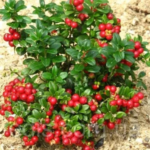 Брусниця Брусниця