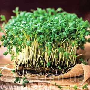 Насіння Насіння