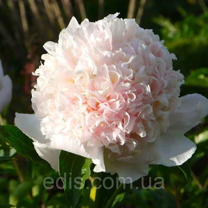 Високорослі трав'янисті півонії Високорослі трав'янисті півонії