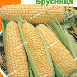 Насіння кукурудзи Насіння кукурудзи