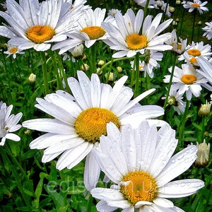 Насіння ромашки садової Насіння ромашки садової