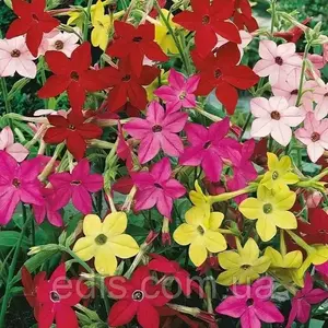 Насіння тютюна духмяного Насіння тютюна духмяного