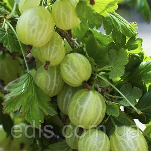 Аґрус Аґрус