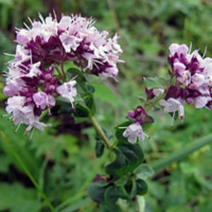 Насіння материнки Насіння материнки