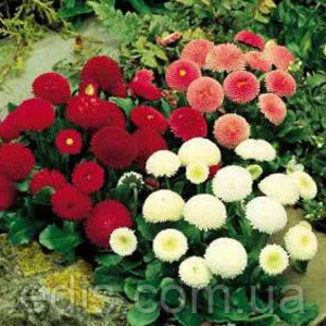 Насіння маргаритки Насіння маргаритки