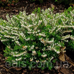 Еріка (верес) саджанці Еріка (верес) саджанці