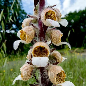 Дигіталіс кореневище Дигіталіс кореневище