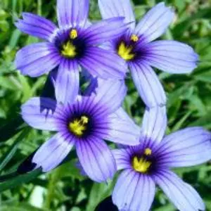 Сисюринхий (голубоглазка) Сисюринхий (голубоглазка)