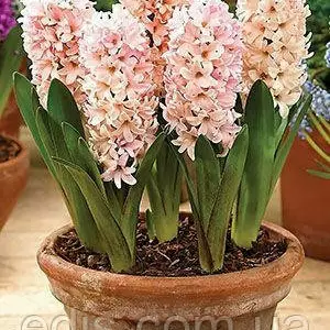 Гіацинт Гіацинт