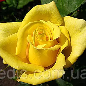 Розы желтые Розы желтые