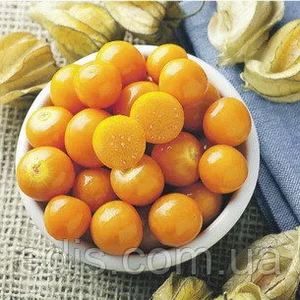 Фізаліс овочевий Фізаліс овочевий