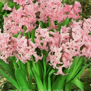 Гіацинти багатоквіткові Гіацинти багатоквіткові