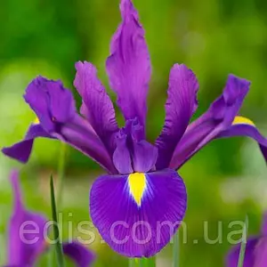 Ірис голландський (Ксифіум, I. Hollandica) Ірис голландський (Ксифіум, I. Hollandica)