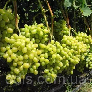 Виноград Виноград