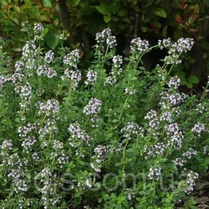 Чебрець (чебрець) Чебрець (чебрець)