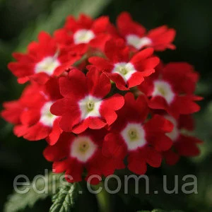 Насіння вербени Насіння вербени