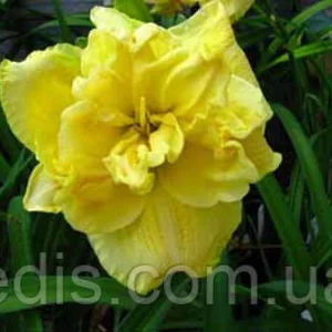 Лілейник Лілейник