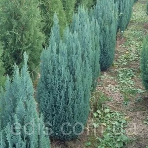 Кипарисовик Кипарисовик