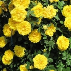 Паркові троянди (шраби) Паркові троянди (шраби)