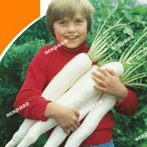 Насіння дайкона Насіння дайкона