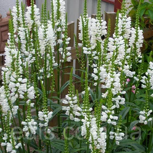 Физостегия Физостегия