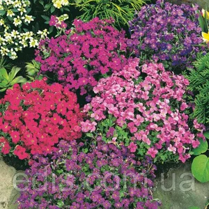 Насіння обриетты Насіння обриетты