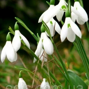 Підсніжники, проліски (Scilla) Підсніжники, проліски (Scilla)