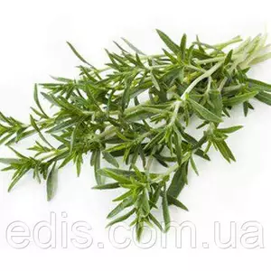 Насіння чаберу Насіння чаберу