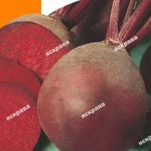 Насіння буряка столового Насіння буряка столового