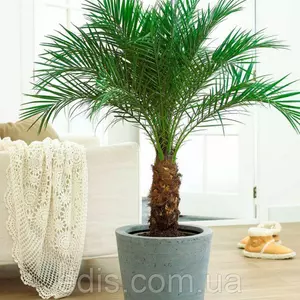 Насіння пальми Насіння пальми