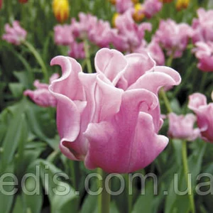 Тюльпани Хвилясті Тюльпани Хвилясті