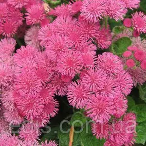 Насіння агератуму Насіння агератуму