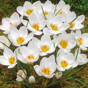 Крокуси Крокуси