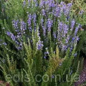 Насіння розмарину Насіння розмарину