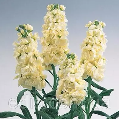 Левкой Свінг (однорічник) 0,2 г, насіння Яскрава