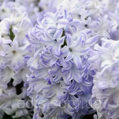 Гіацинт Blue Eyes 1 цибулина (калібр 18/19 - дуже великий)