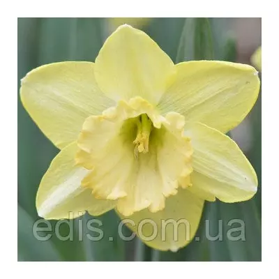 Нарцис Корончатий Alexis Beauty (Алексіс Б'юті) 2 шт./уп.