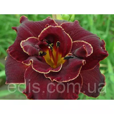 Лілейник Red Love