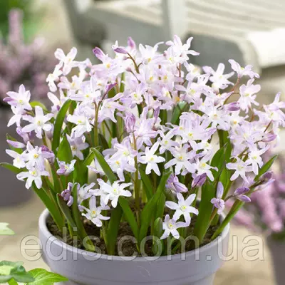 Хіонодокса Forbesii Rosea 5 шт./уп.