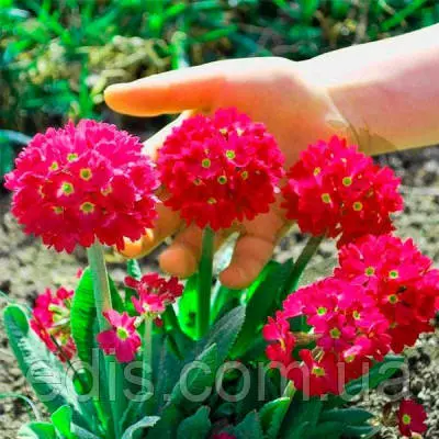 Примула дрібнозубчаста червона