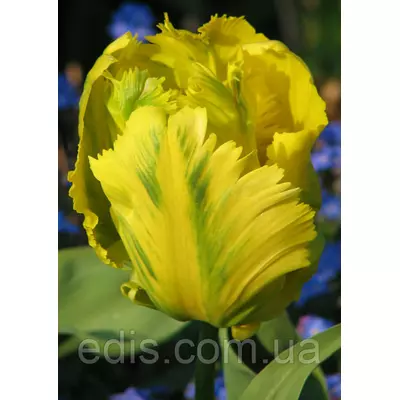 Тюльпан папуговий Texas Gold (Техас Голд), 3 цибулини 11/12