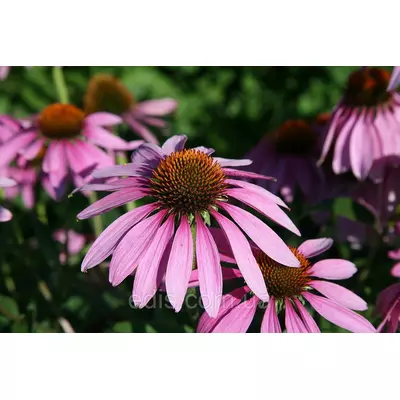 Ехінацея Пурпурова 0,5 г, насіння Яскрава