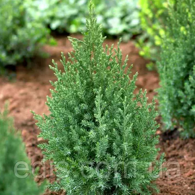 Ялівець Stricta (Стрікта) у контейнері 2 л