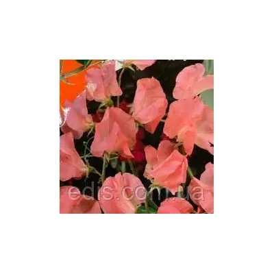 Горошок запашний Принцеса Елізабет 1,0 г, Яскрава