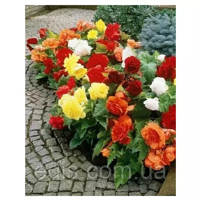 Бегонія бульбова Ампельна суміш 3 бульби/уп.