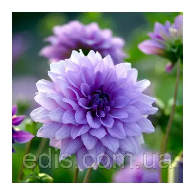 Жоржина декоративна Blue Boy (Блю Бій)