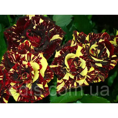 Троянда Фокус Покус (Focus Pocus) чайно-гібридна